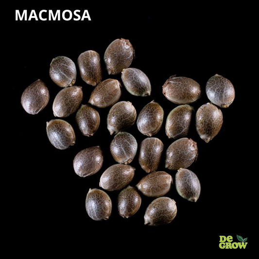 MACMOSA