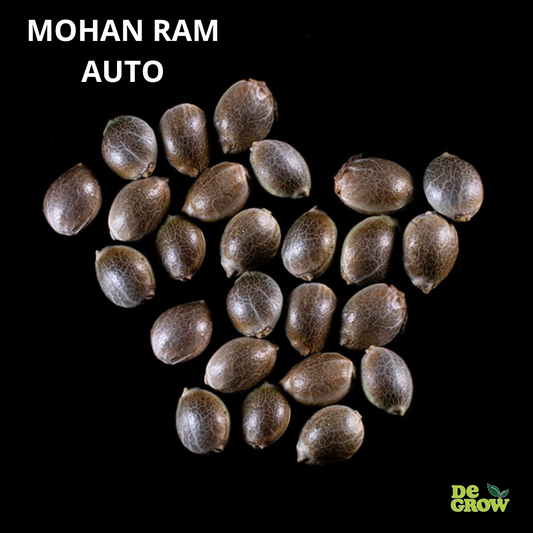 MOHAN  RAM AUTO