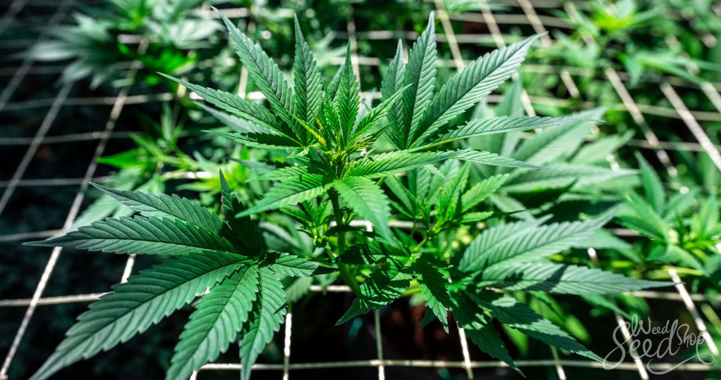 ASESORAMIENTO DEGROW