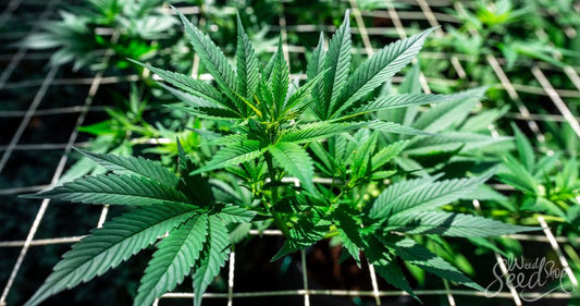 ASESORAMIENTO DEGROW