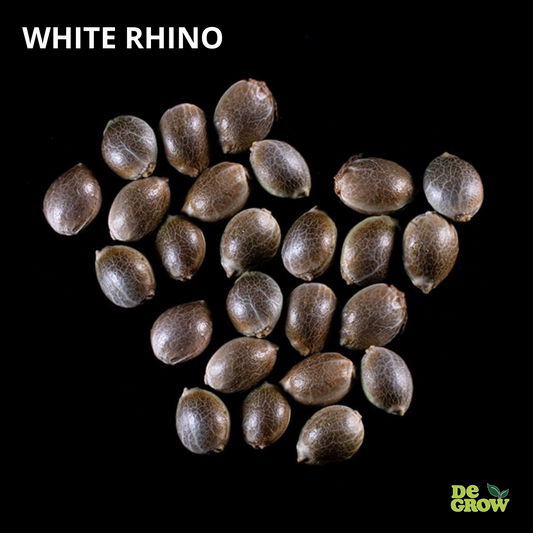 WHITE RHINO