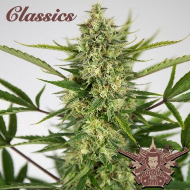 AK CLASSICS AUTO X3+1 - BUDDHA SEEDS