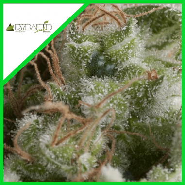 AMERICAN PIE AUTO X3+1 - PYRAMID SEEDS