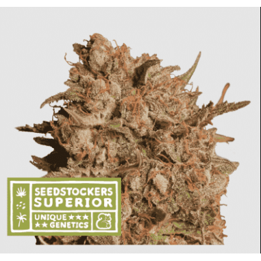 APOLLO BLACK CHERRY AUTO X3 SUP - SEEDSTOCKERS