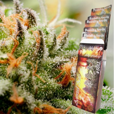 ASSORTED CLASSICS AUTO X10 - BUDDHA SEEDS