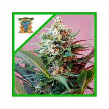 BIG DEVIL XL AUTO X25 - SWEET SEEDS