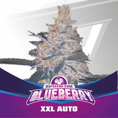 BLUE BERRY AUTO X4 - BSF