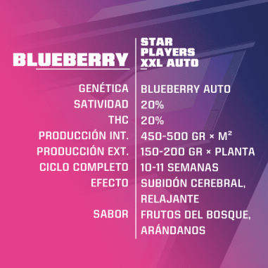 BLUE BERRY AUTO X4 - BSF
