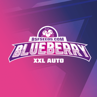 BLUE BERRY AUTO X4 - BSF