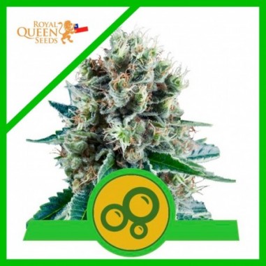 BUBBLE KUSH AUTO X3 - ROYAL QUEEN SEEDS