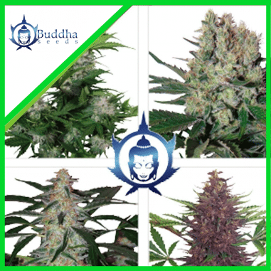 ASSORTED AUTO X10 - BUDDHA SEEDS
