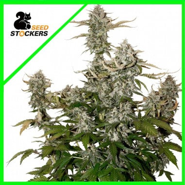 CANDY DAWG AUTO X3 - SEEDSTOCKERS