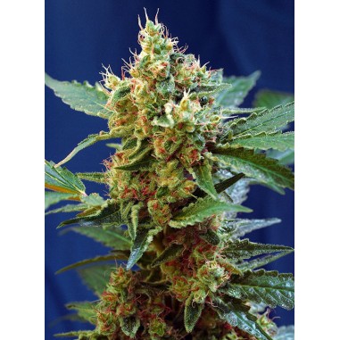 CREAM MANDARINE XL AUTO X100 - SWEET SEEDS