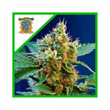 CREAM MANDARINE XL AUTO X25 - SWEET SEEDS