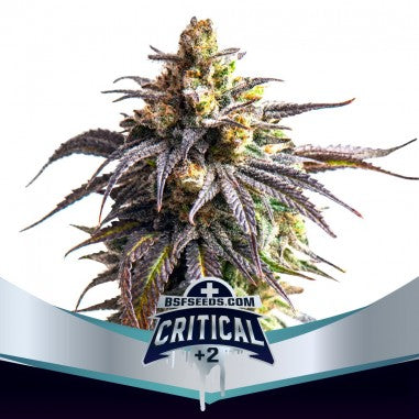 CRITICAL +2 XXL AUTO X4 - BSF