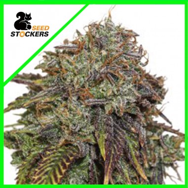GELATO 41 AUTO X3 - SEEDSTOCKERS