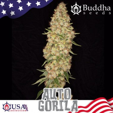 GORILLA AUTO X3+1 - BUDDHA SEEDS