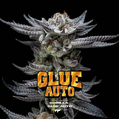 GORILLA GLUE AUTO X12 - BSF