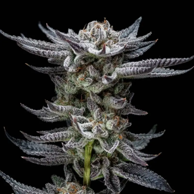 GORILLA GLUE AUTO X4 - BSF