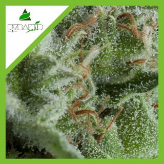 KRYPTONITE AUTO X1 - PYRAMID SEEDS