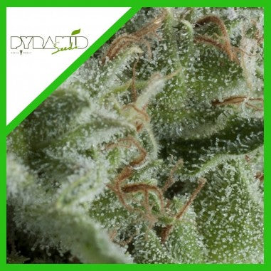 KRYPTONITE AUTO X3+1 - PYRAMID SEEDS