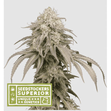 MANDARINE PANTIES AUTO X3 - SEEDSTOCKERS