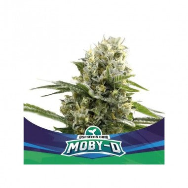 MOBY-D XXL AUTO X12 - BSF