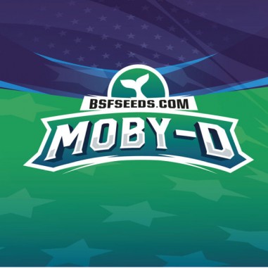 MOBY-D XXL AUTO X2 - BSF