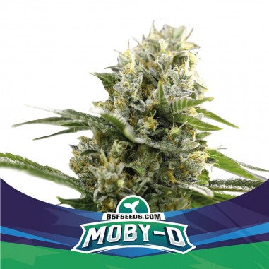 MOBY-D XXL AUTO X4- BSF