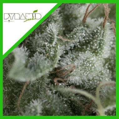 NEFERTITI AUTO X3+1 - PYRAMID SEEDS