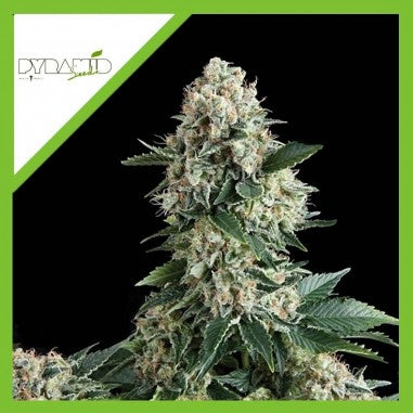 NEW YORK CITY AUTO X3+1 - PYRAMID SEEDS