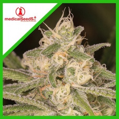 NO NAME AUTO X3+2 - MEDICAL SEEDS