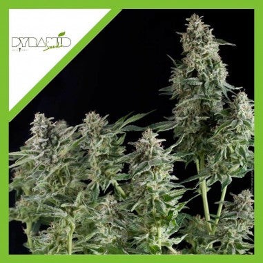 NORTHERN LIGHTS AUTO X3+1 - PYRAMID SEEDS