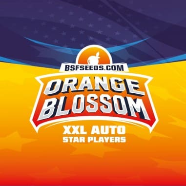ORANGE BLOSSOM XXL AUTO X4 - BSF