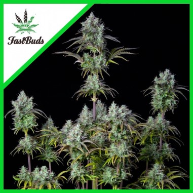 ORIGINAL BIGBUD AUTO X1 - FAST BUDS