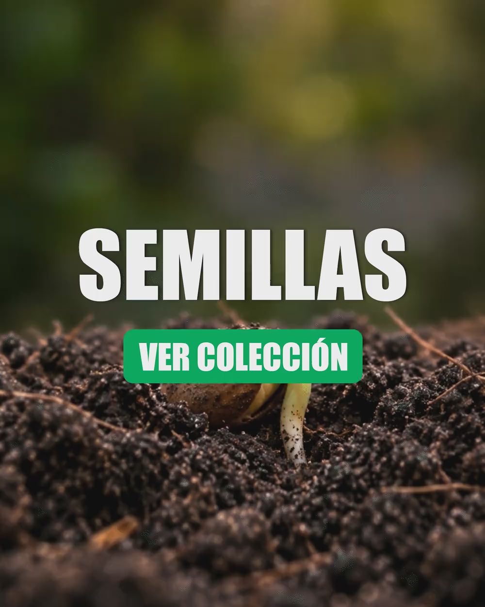 categoria-semillas
