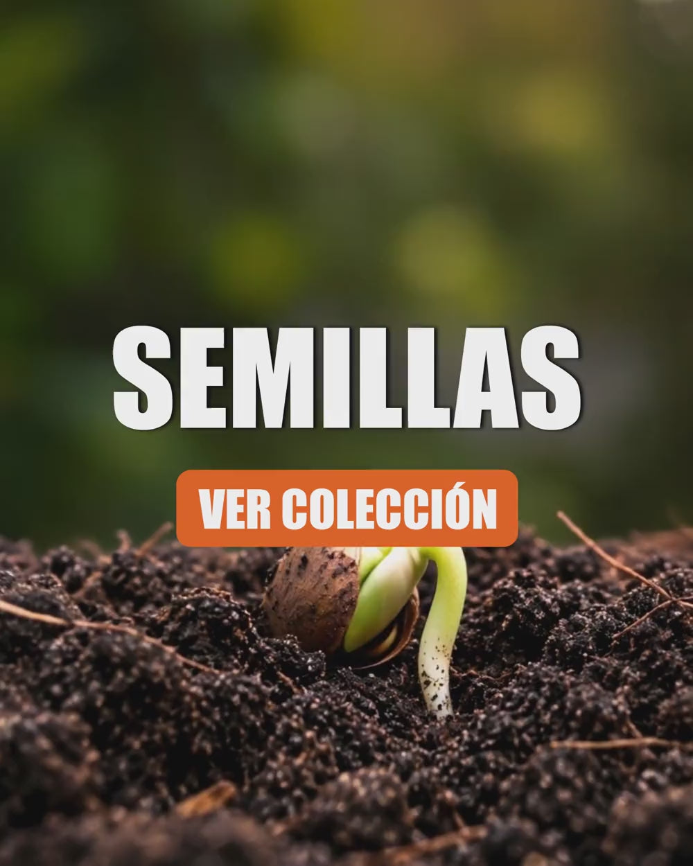 categoria-semillas-v2