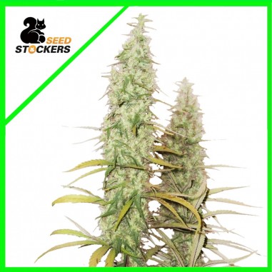 SANTA MARTA HAZE AUTO X3 - SEEDSTOCKERS