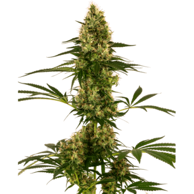 BLUE BULLET AUTO X3 - SENSI SEEDS