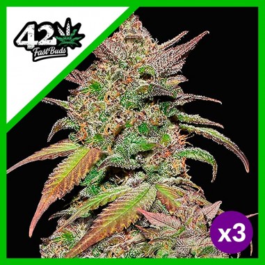 SMOOTHIE AUTO X3 - FAST BUDS