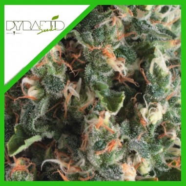 SUPER OG KUSH AUTO X3+1 - PYRAMID SEEDS