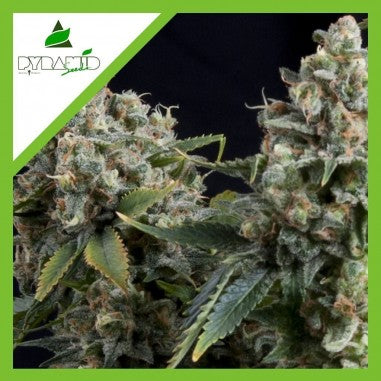 TUTANKHAMON AUTO X3+1 - PYRAMID SEEDS