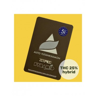 TUTANKHAMON AUTO X50 - PYRAMID SEEDS