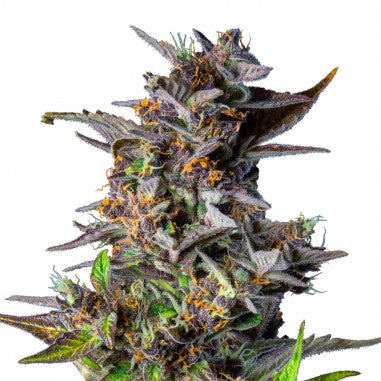 WATERMELON USA PREMIUM AUTO X3 - ROYAL QUEEN