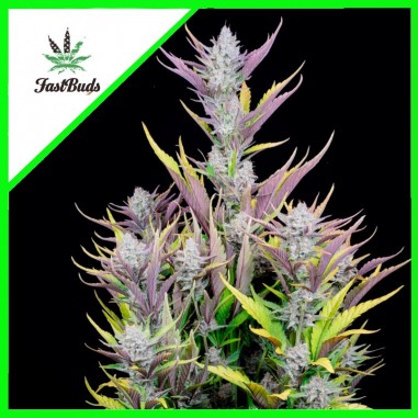 WEDDING GLUE AUTO X3 - FAST BUDS