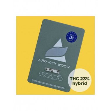 WHITE WIDOW AUTO X50 - PYRAMID SEEDS